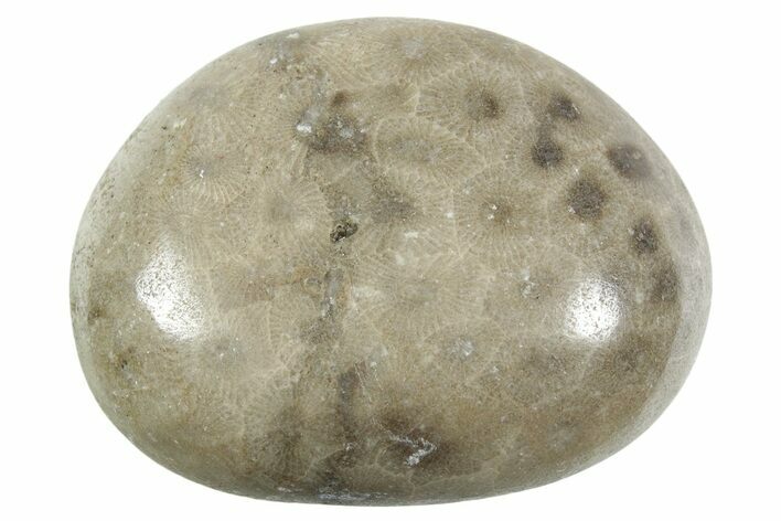 Polished Petoskey Stone (Fossil Coral) - Michigan #348589